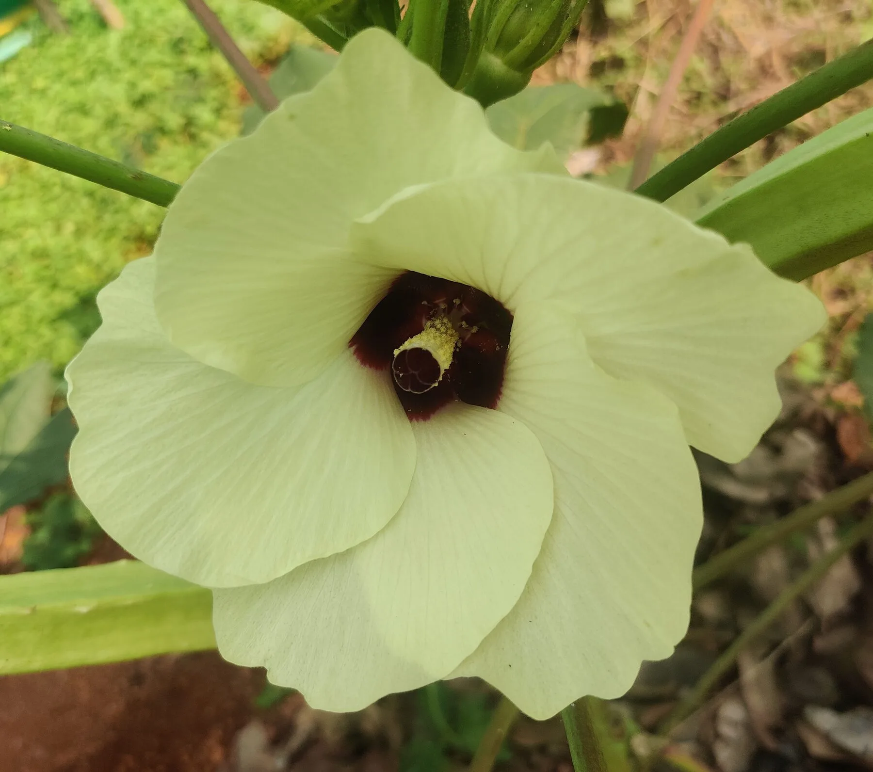 Cremegelbe Okrablüte mit dunkelrotem Schlund