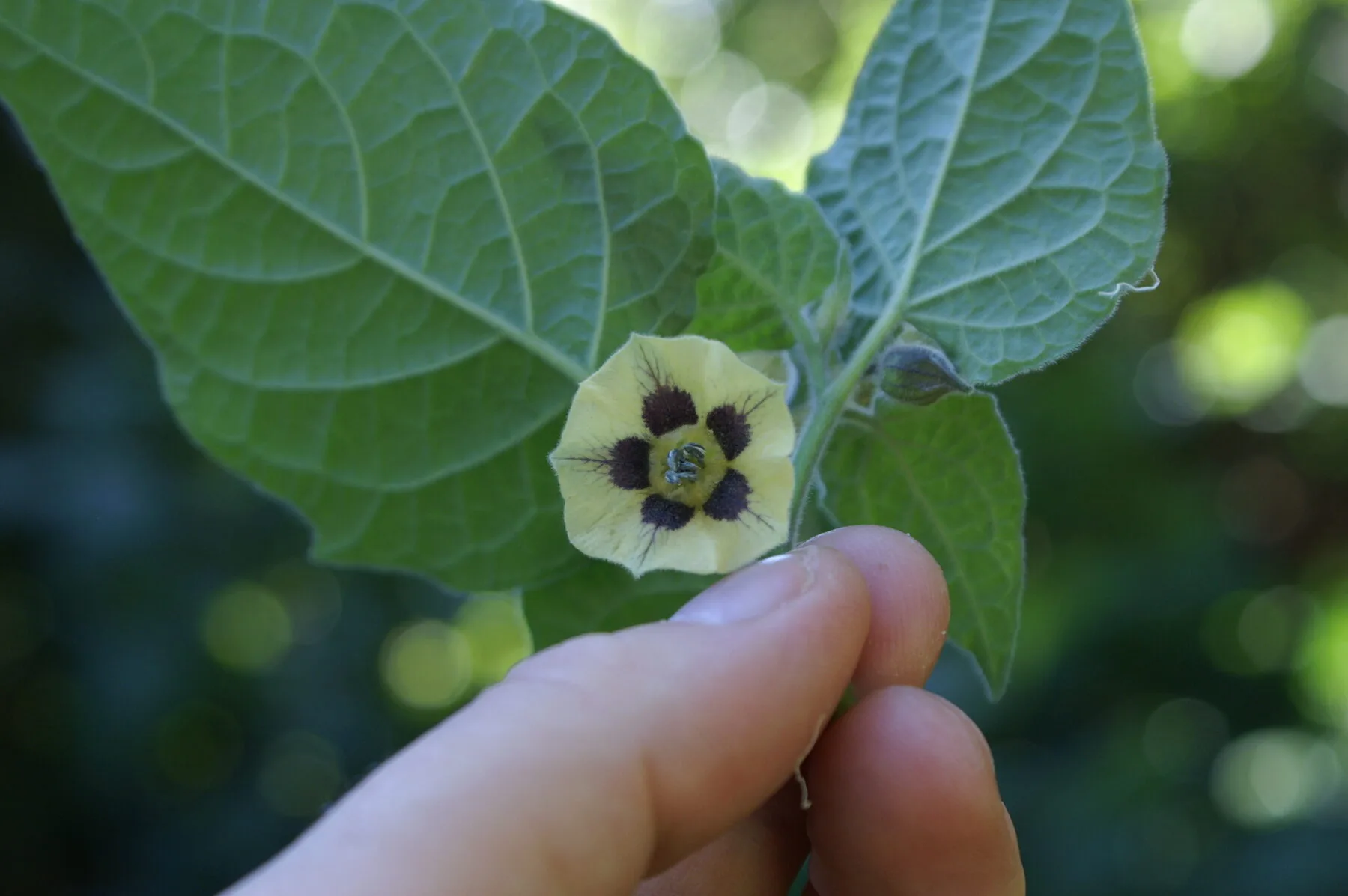 Gelbe glockenförmige Blüte der Andenbeere mit dunkelbraunen Flecken im Schlund
