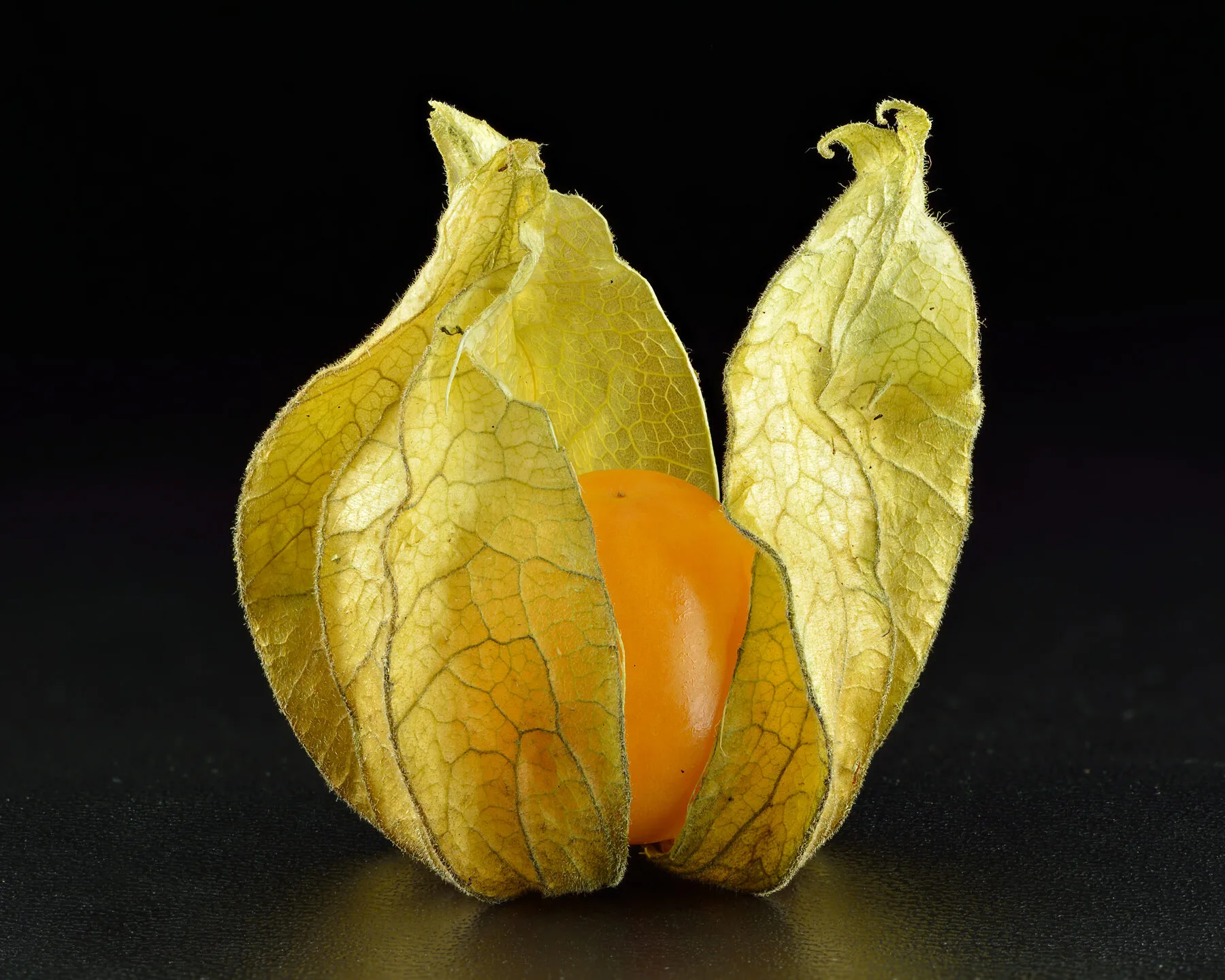 Geöffnete, netzartig aufgetrocknete Lampionhülle der Andenbeere mit orangefarbener Beere