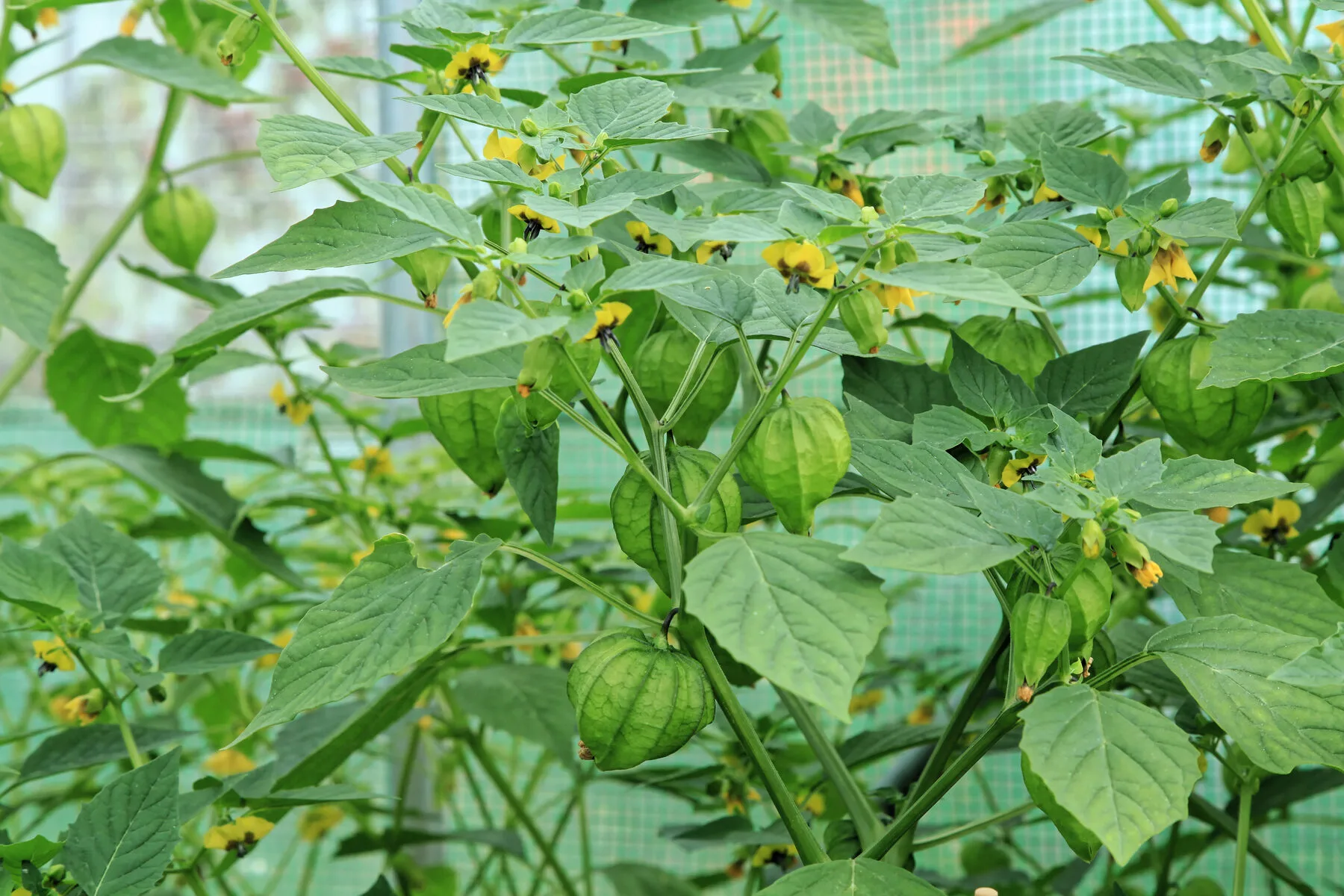 Tomatillo-Pflanze mit grünen Früchten in ihren papierartigen Lampionhüllen und gelben Blüten