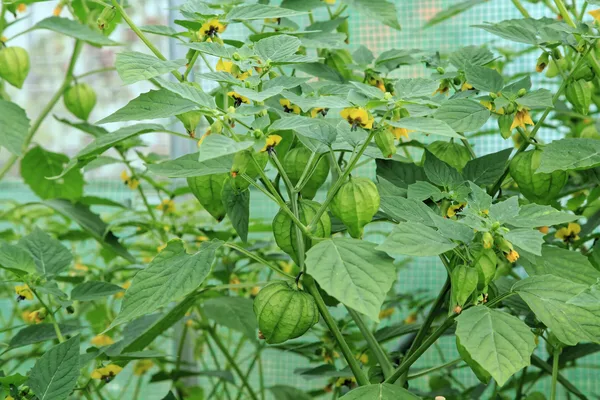 Tomatillo-Pflanze mit grünen Früchten in ihren papierartigen Lampionhüllen und gelben Blüten
