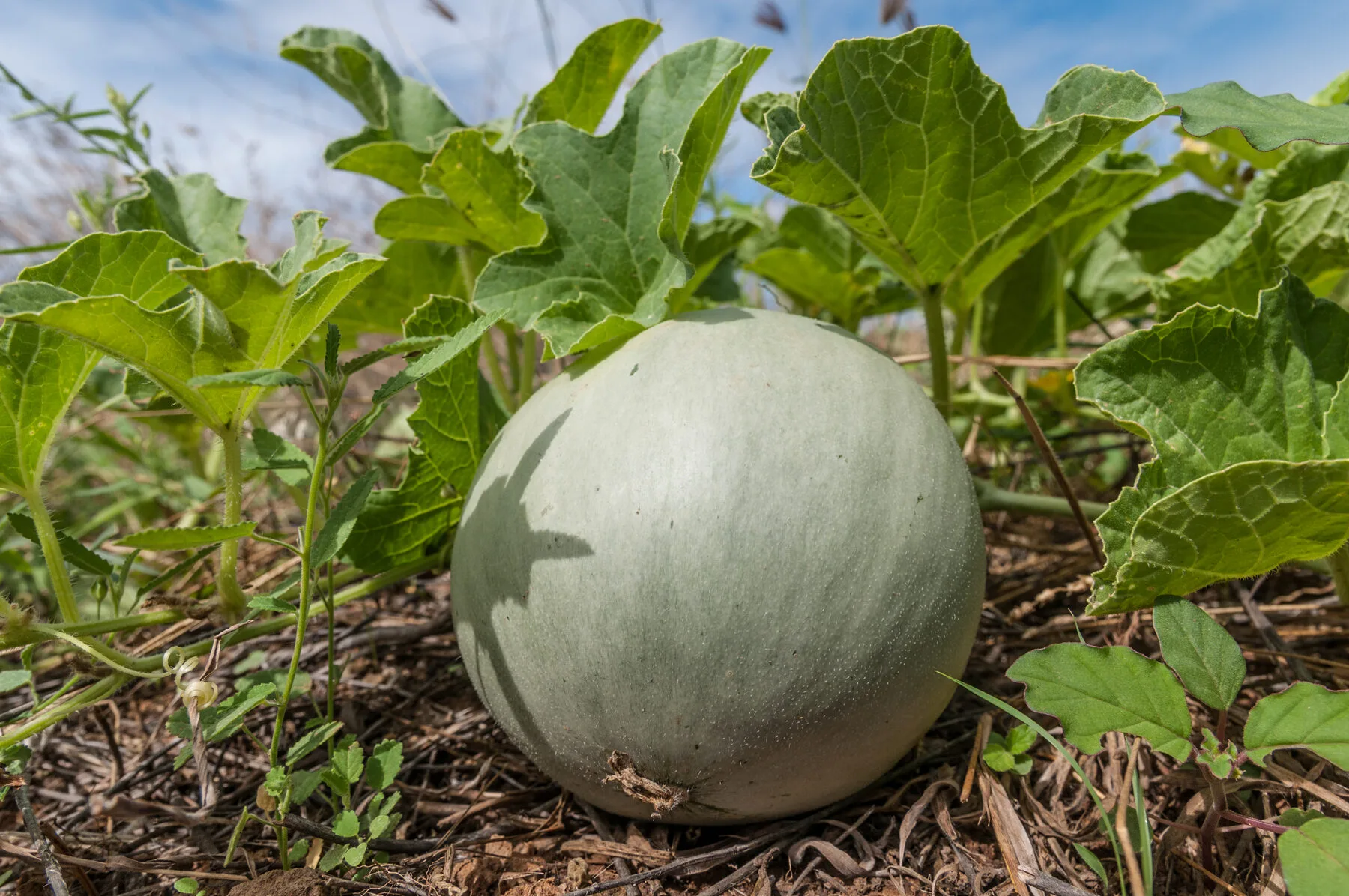Reifende Zuckermelone auf dem Boden, umgeben von den großen Blättern der Rankpflanze