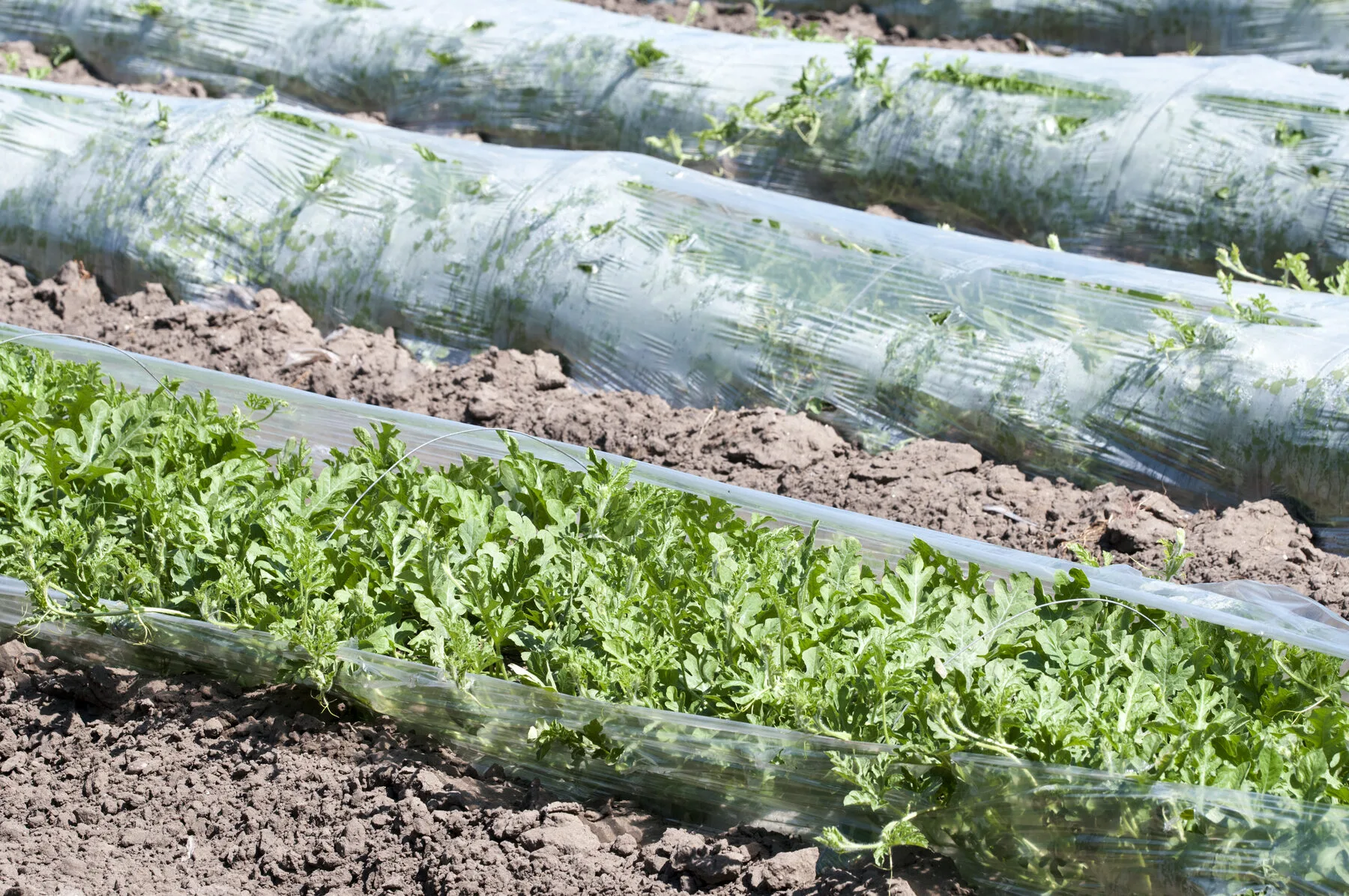 Junge Wassermelonen-Pflanzen wachsen in Reihen unter durchsichtigen Folientunneln auf dunklem Boden