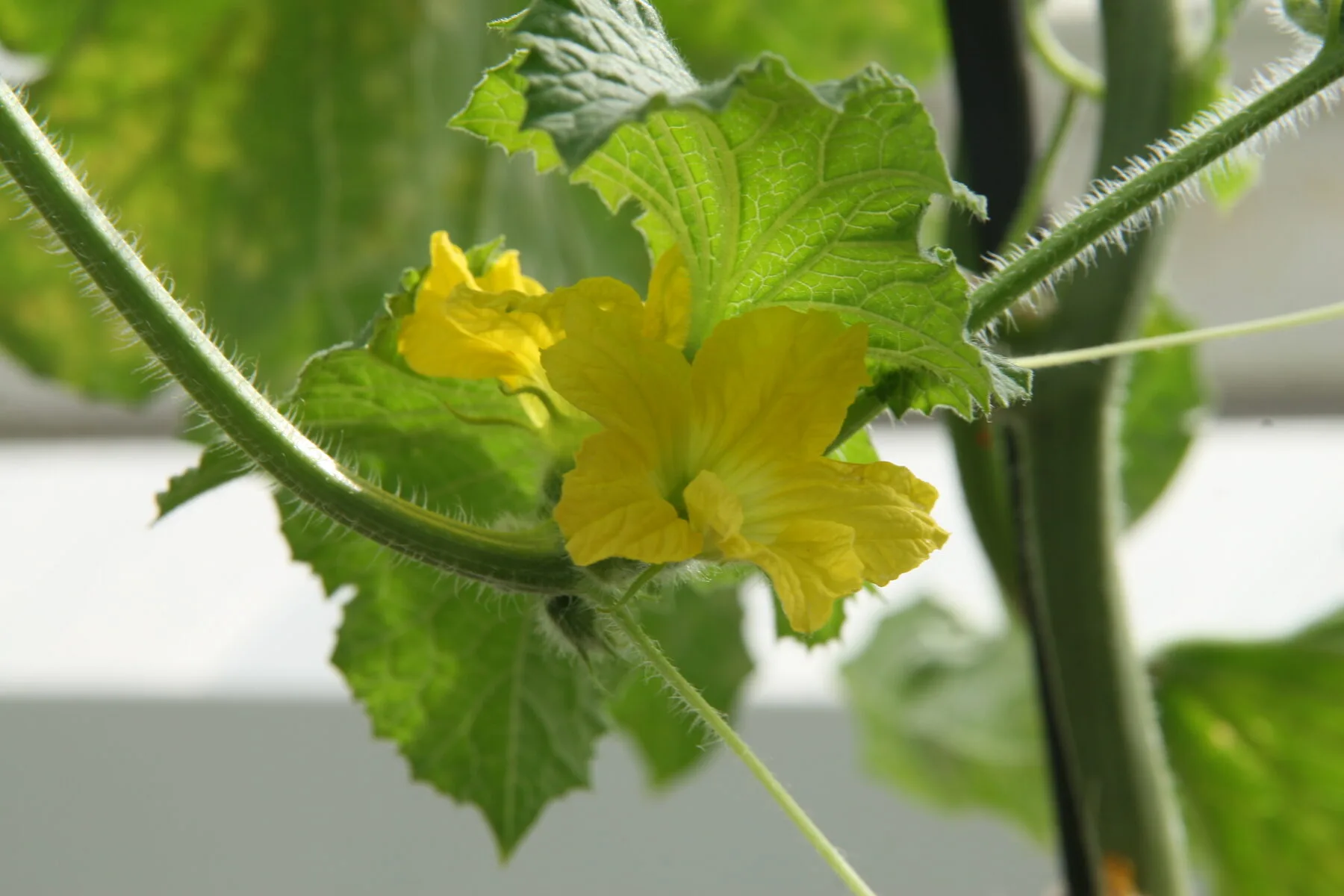 Gelbe Blüte einer Melonen-Pflanze an einer behaarten Ranke im Gewächshaus