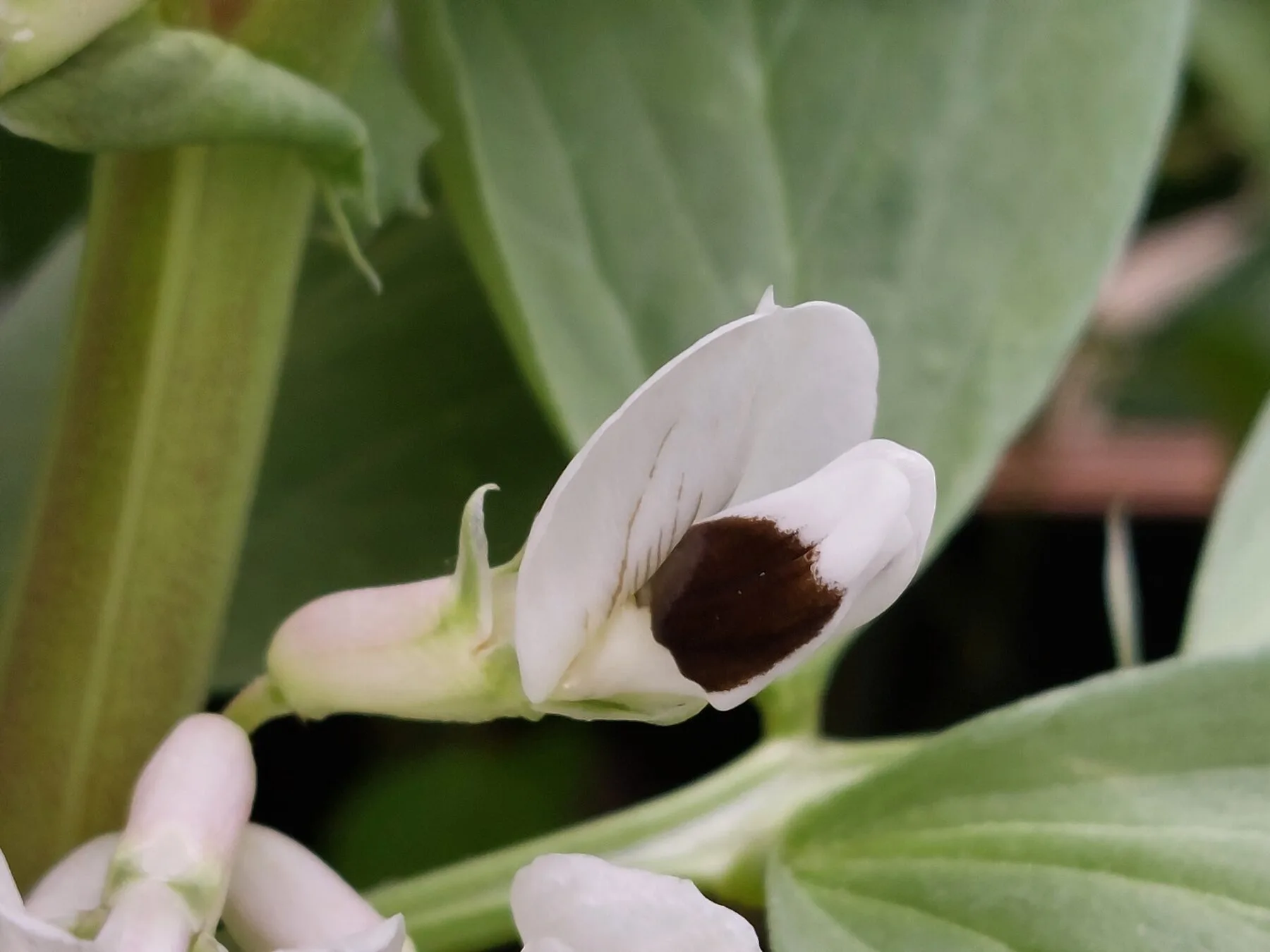 Weiße Blüten der Dicken Bohne mit den typischen schwarzen Flecken auf den Flügelblättern