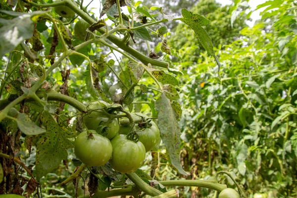 Kräftige Tomatenpflanzen in einem sonnigen Gemüsegarten, gestützt an Stäben