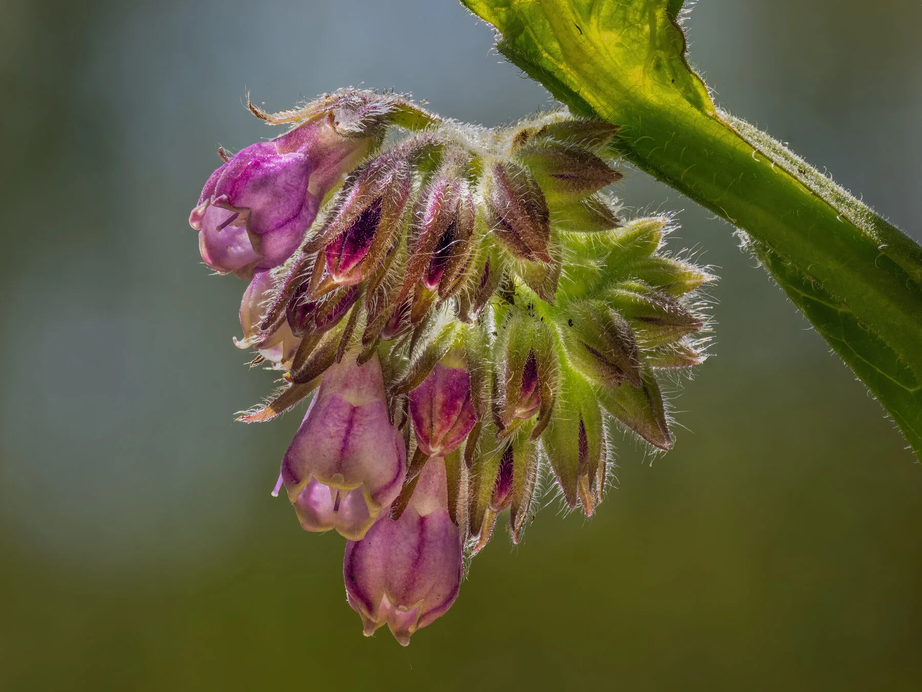 Blühender Beinwell mit hängenden violetten Glockenblüten im Garten