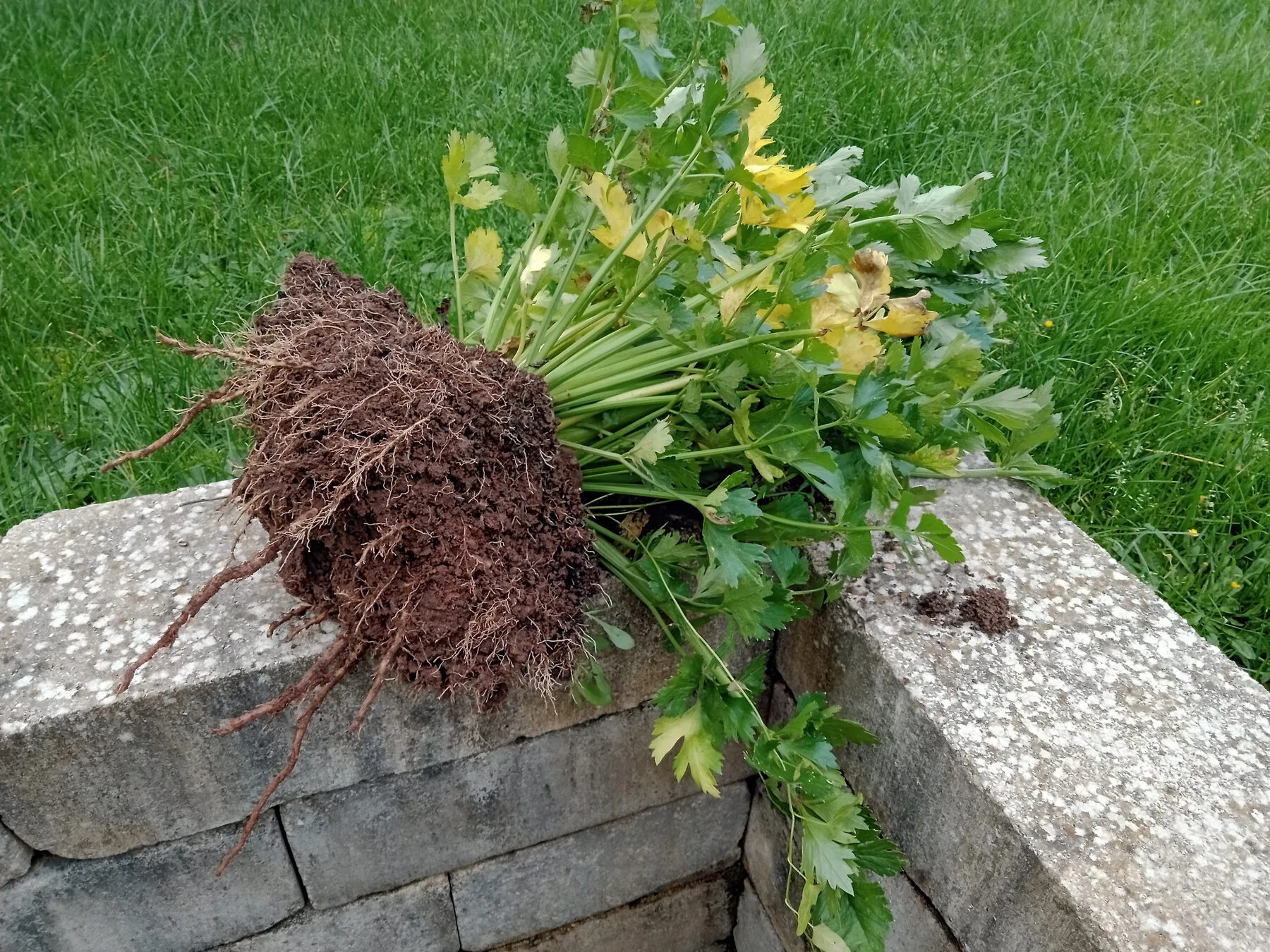 Frisch geerntete Selleriepflanze mit Wurzelballen und grünem Laub auf einer Gartenmauer