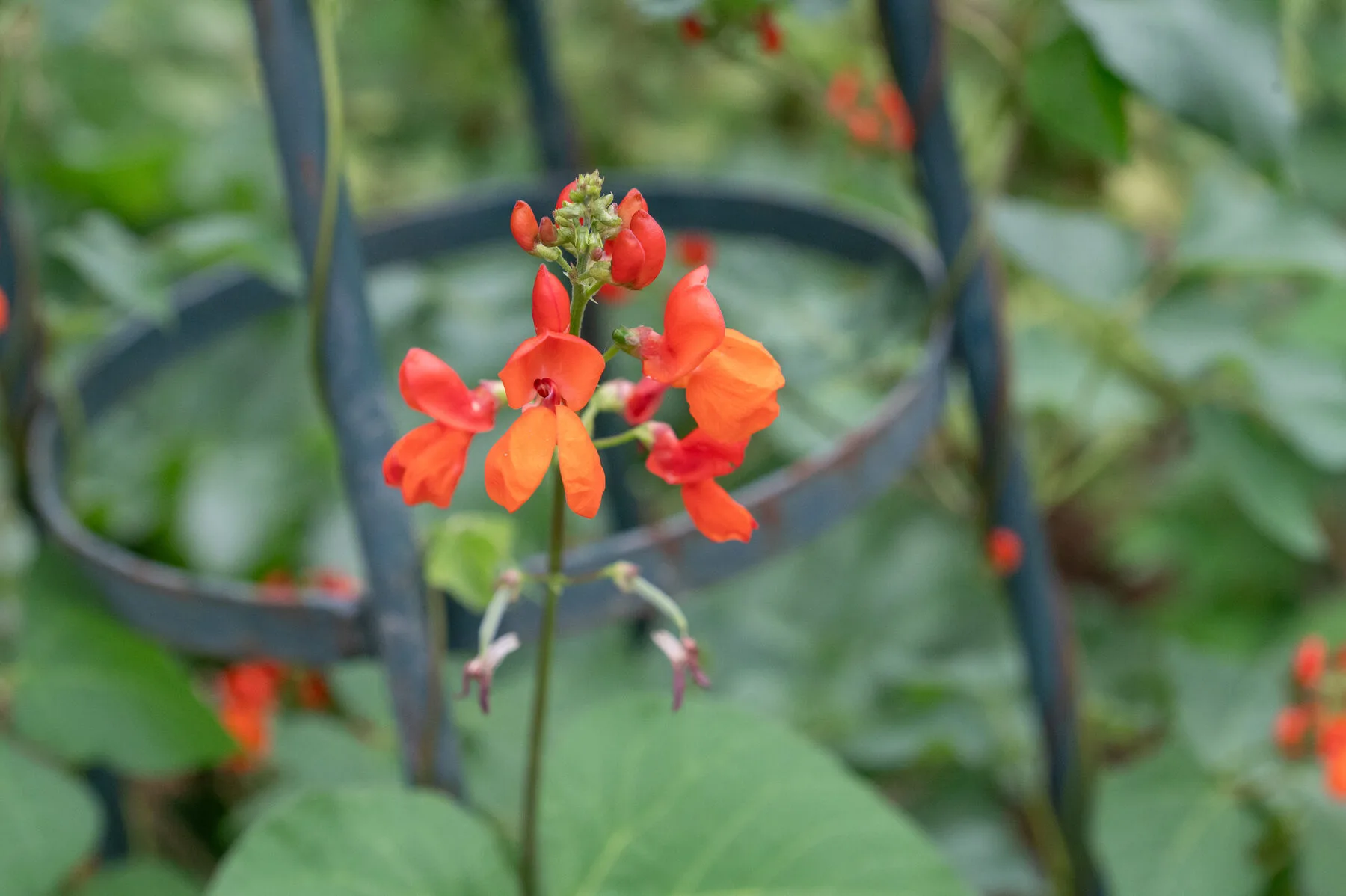 Leuchtend orangerote Blüte einer Feuerbohne an einer runden Metall-Rankhilfe im Garten