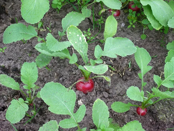 Radieschen-Beet mit heranwachsenden roten Knollen, die zwischen dem Laub aus der lockeren Erde schauen.