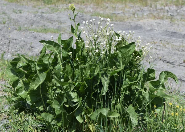 Kräftiger Meerrettichhorst mit großen, aufrechten Blättern in einem Gartenbeet