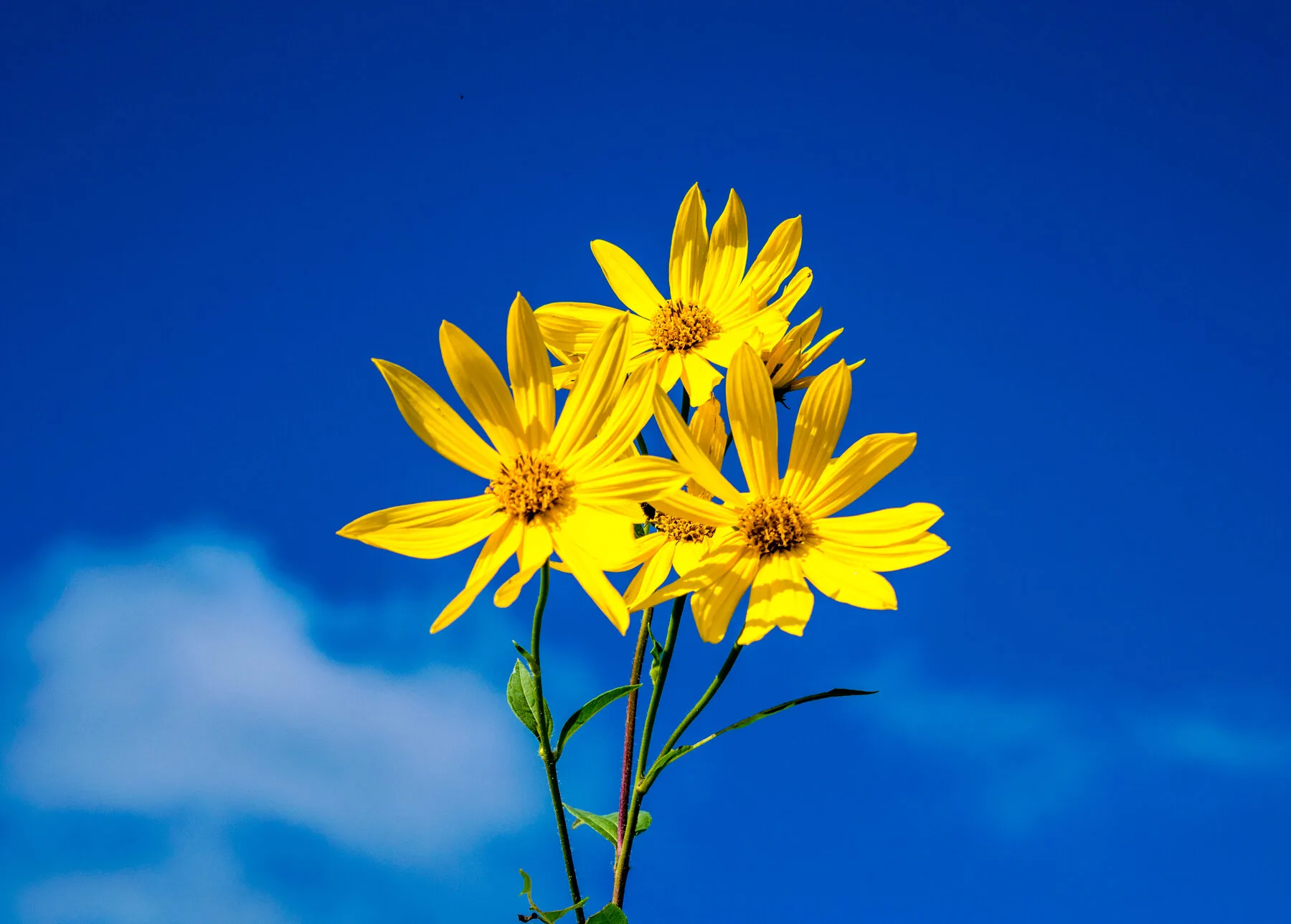 Gelbe Topinambur-Blüten vor blauem Himmel, hoch aufragende Stauden im Spätsommer