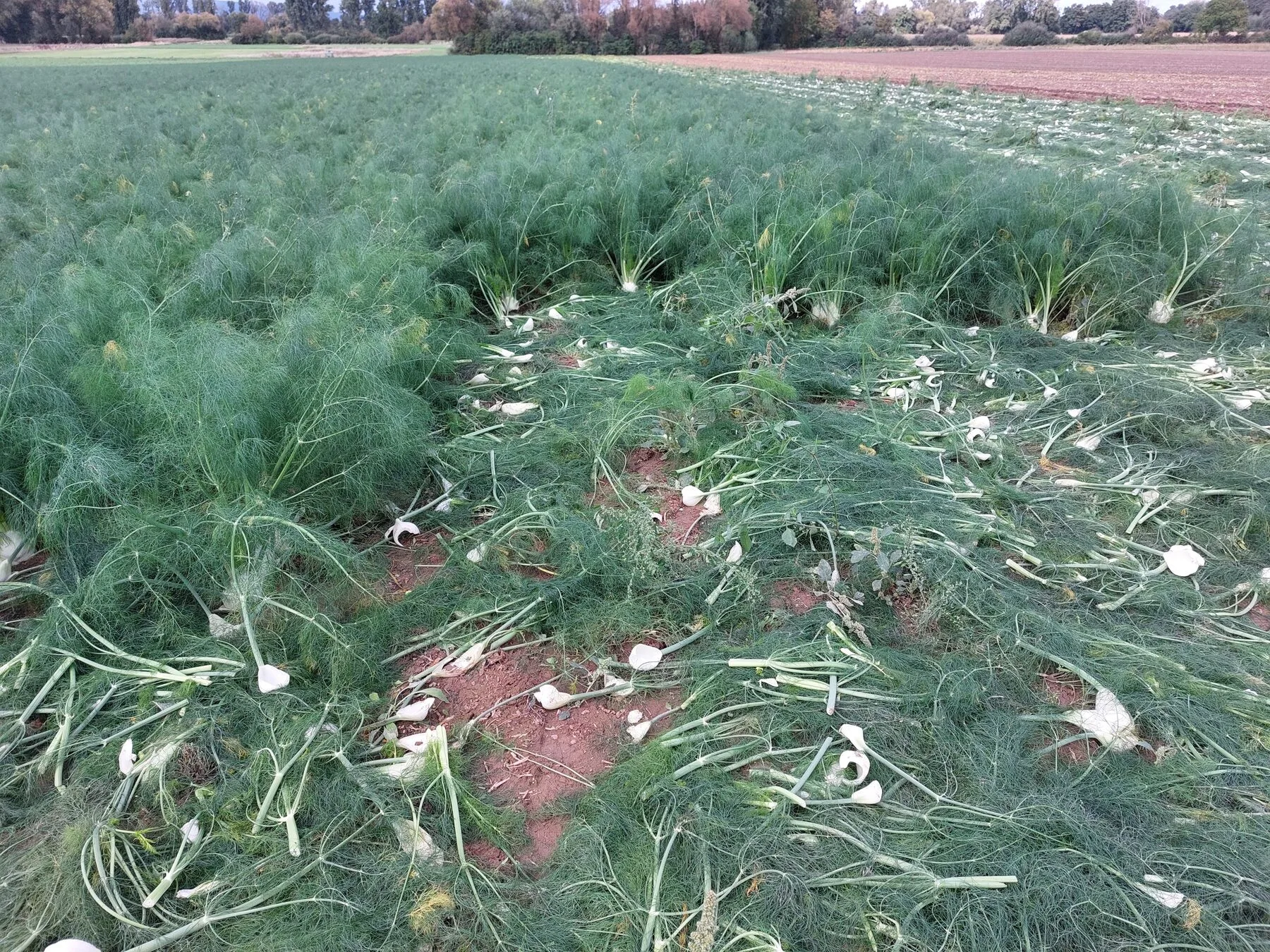 Reife Knollenfenchel-Pflanzen mit dicken weißen Knollen kurz vor der Ernte im Beet