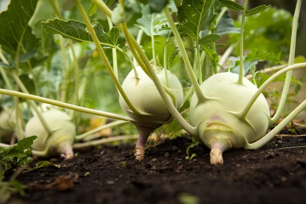 Erntereife Kohlrabiknollen mit hellgrünen Blättern dicht an dicht im Beet