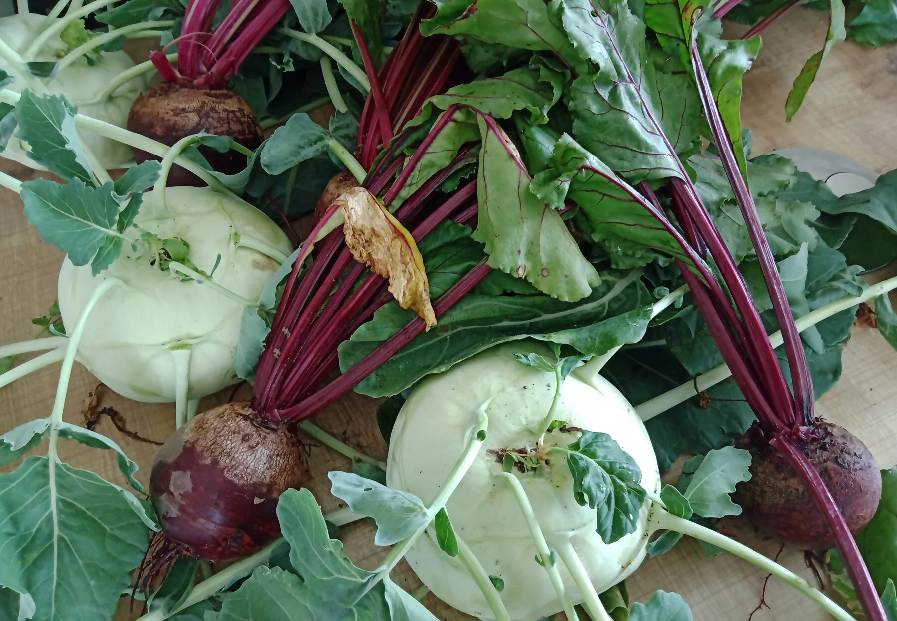 Junge Kohlrabipflanzen in Reihen neben Roter Bete in einem gepflegten Gemüsebeet