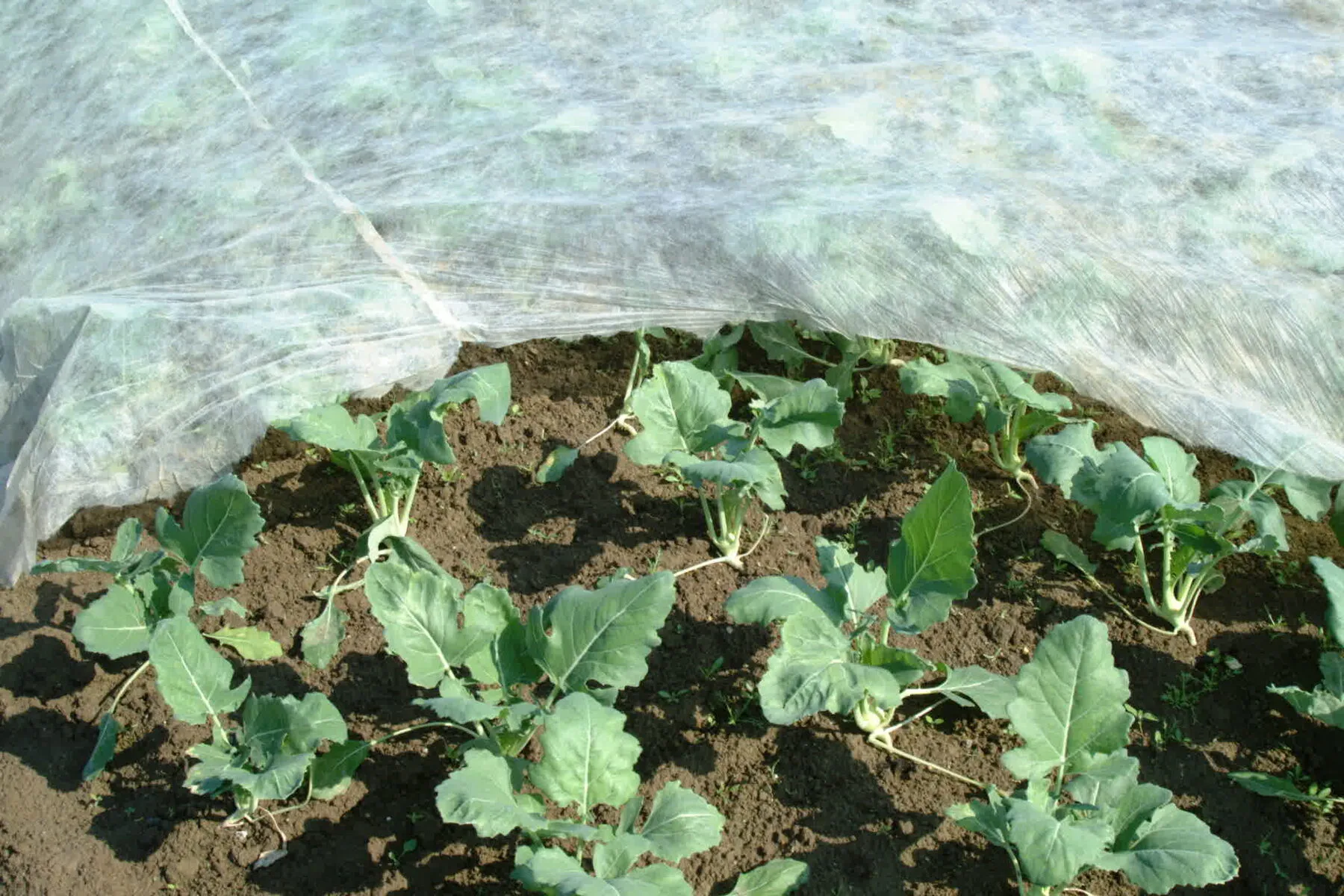 Kohlrabibeet unter einem weißen Gemüsevlies zum Schutz vor Schädlingen