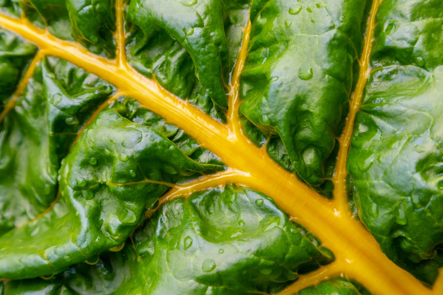 Kräftige Mangold-Pflanzen mit grünen Blättern und farbigen Stielen im Beet