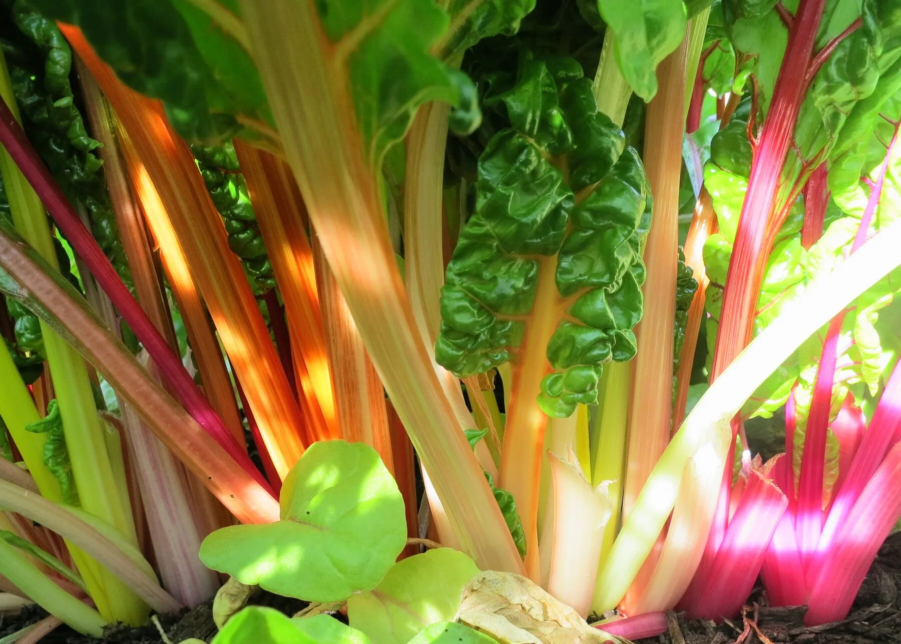 Bunte Mangold-Stiele in Gelb, Orange, Pink und Rot nebeneinander