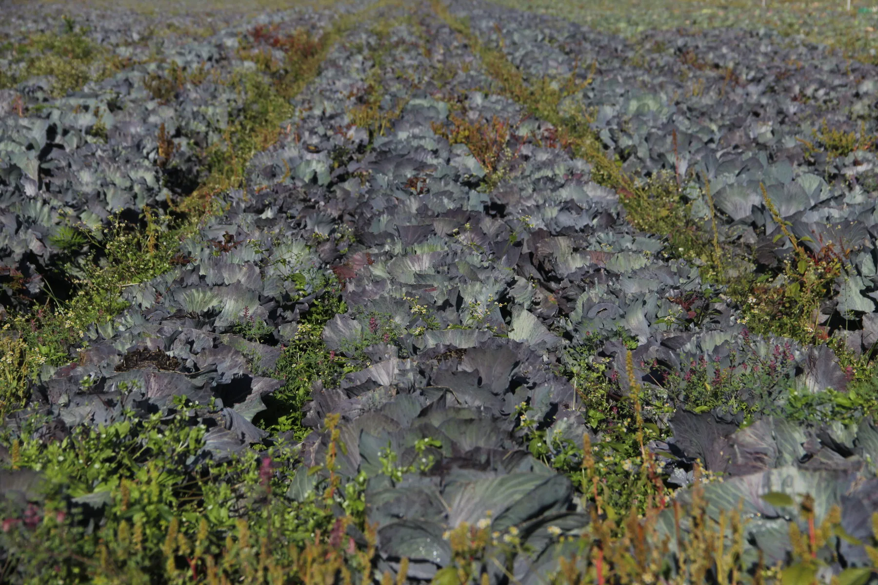 Rotkohlfeld im Herbst, dichte Reihen fester blauvioletter Köpfe zwischen Beikräutern