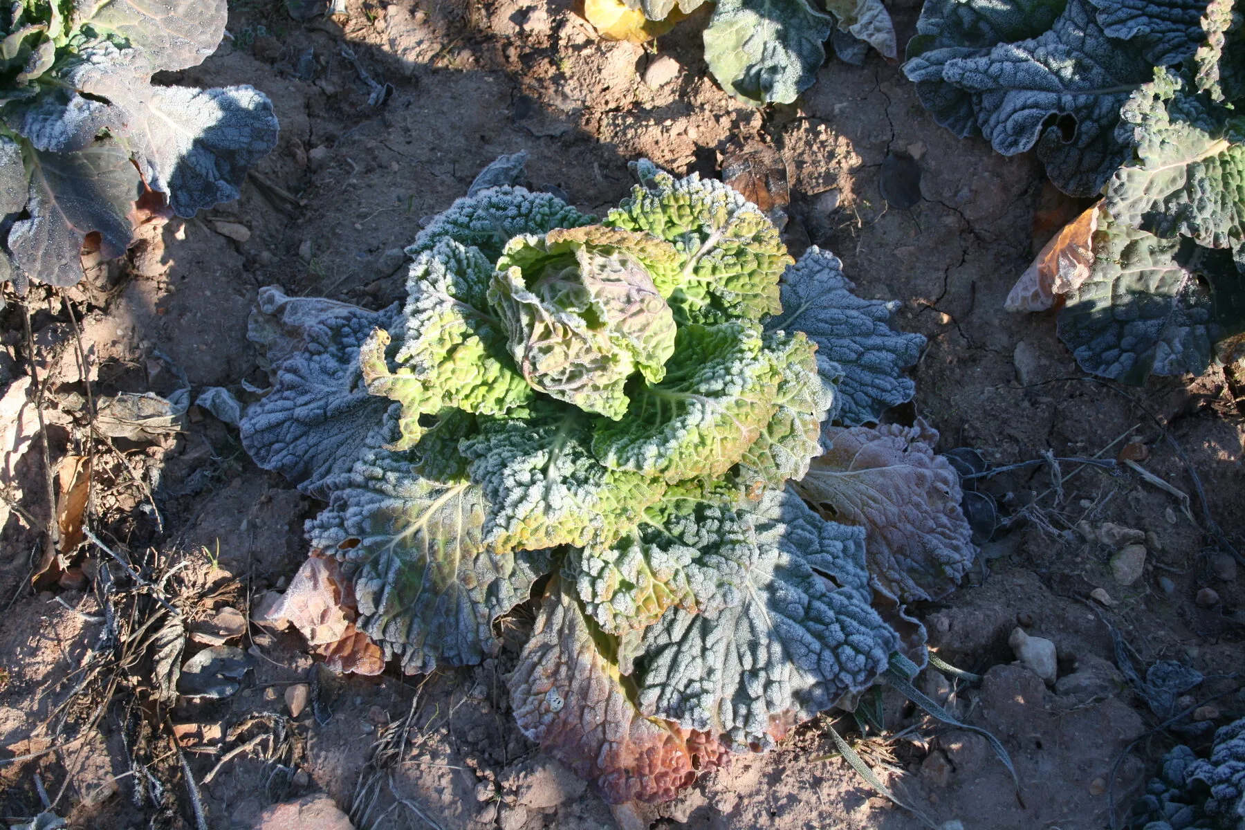 Wirsingkopf mit Raureif überzogen im Beet, kraus gewellte grüne Blätter an einem Frostmorgen