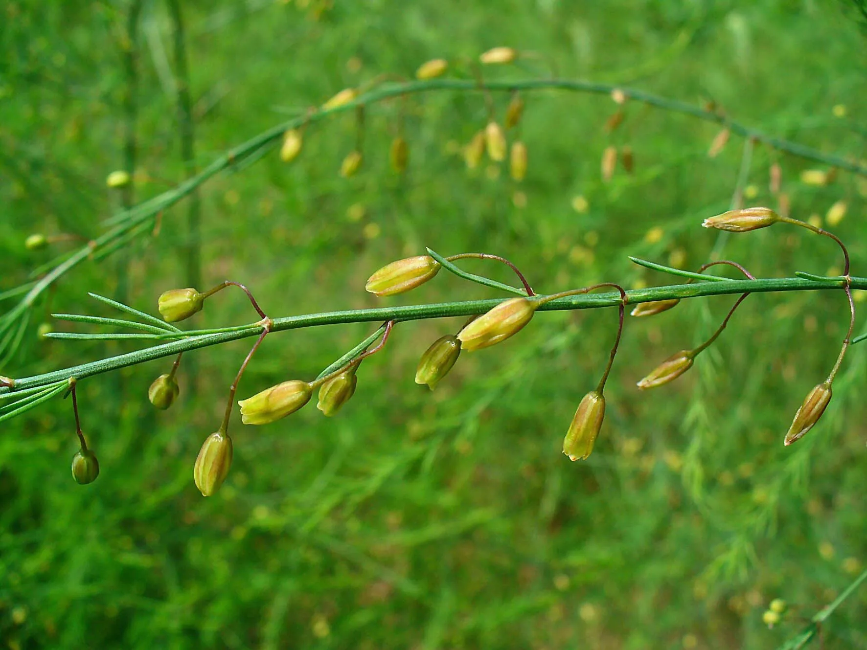Feines, farnartiges grünes Spargelkraut, das nach dem Erntestopp in die Höhe wächst