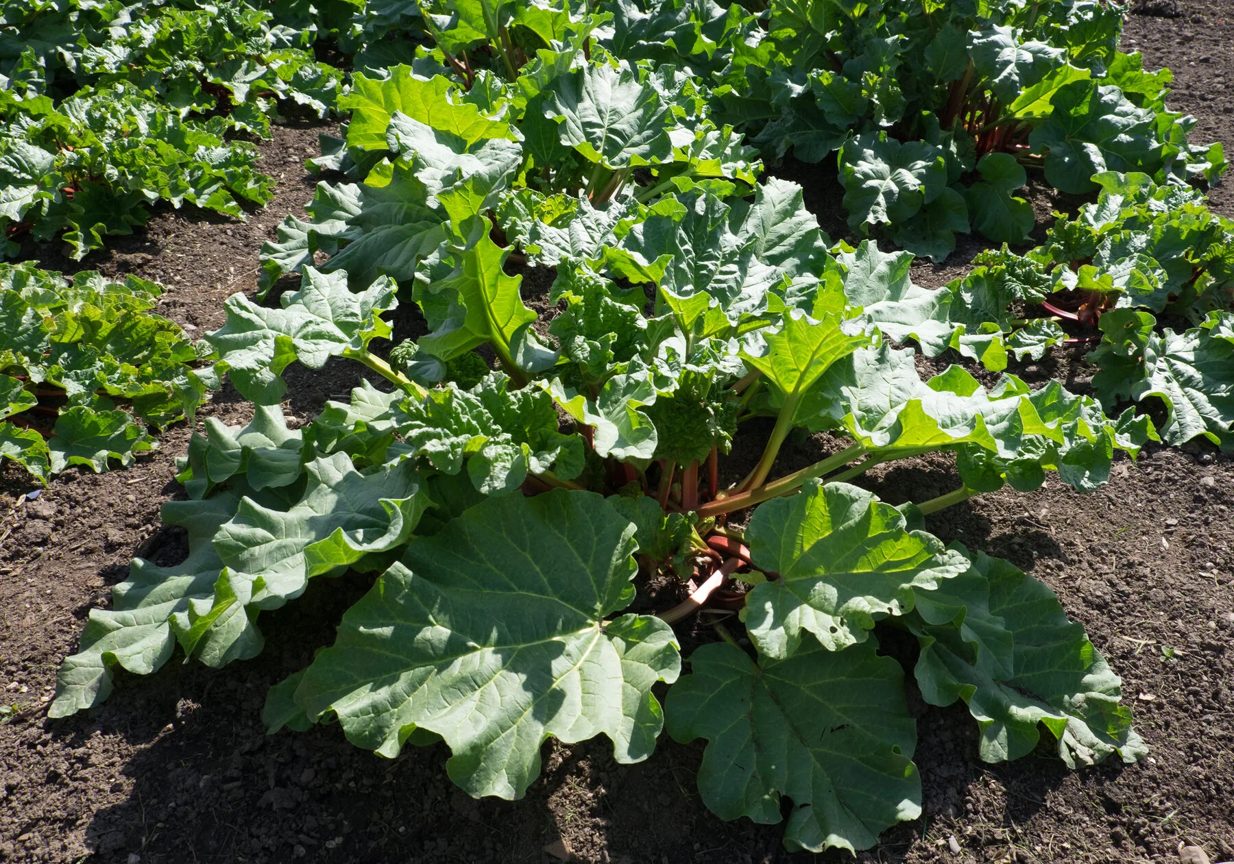 Kräftige Rhabarberpflanze mit großen Blättern in einem Gartenbeet
