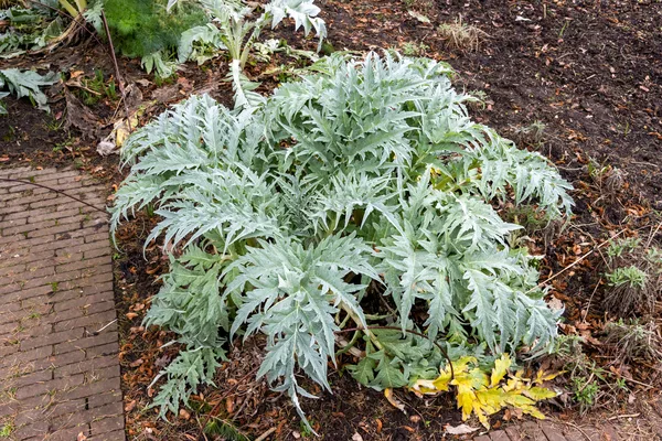 Kräftige Artischockenpflanze mit silbergrauen, tief gebuchteten Blättern und einer aufsteigenden Blütenknospe im Beet