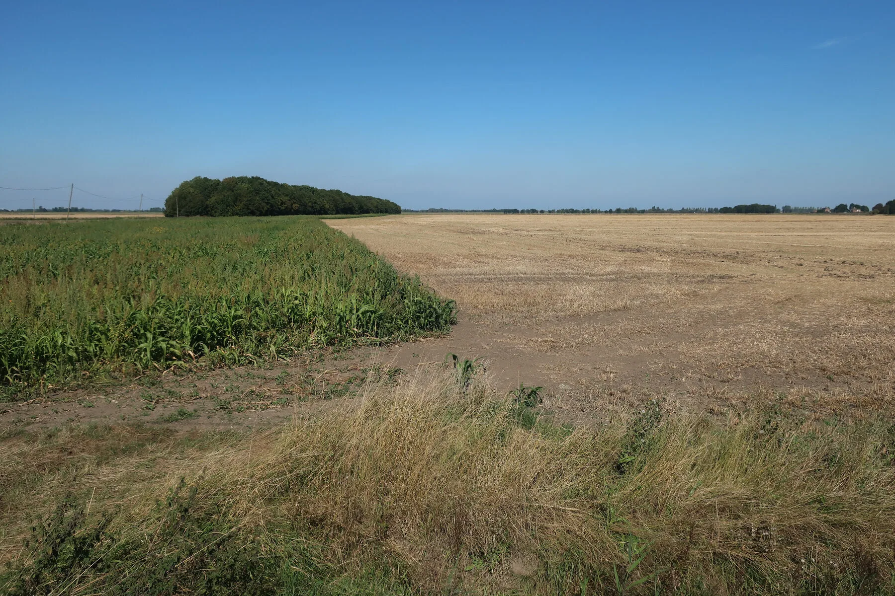 Grünes Gründüngungs-Feld zwischen Getreidestoppeln im Spätherbst