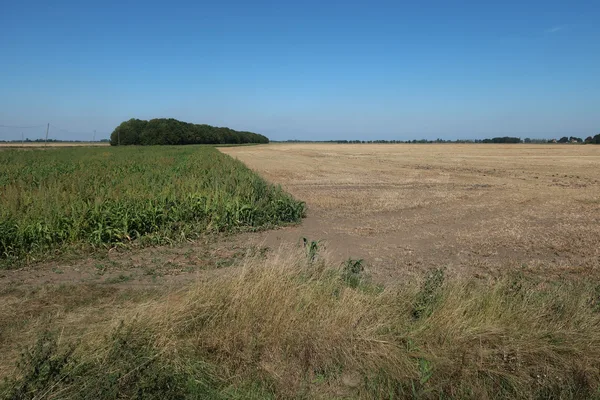 Grünes Gründüngungs-Feld zwischen Getreidestoppeln im Spätherbst
