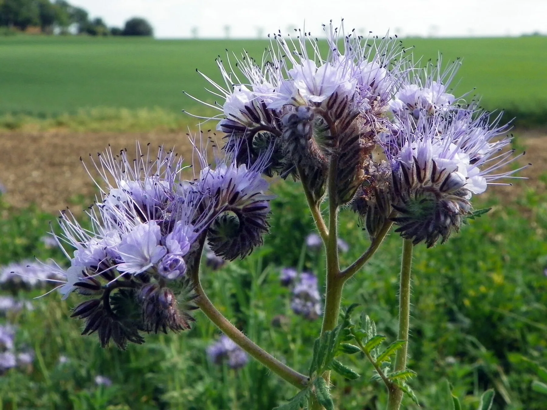 Bluehende Phacelia mit lila Blueten