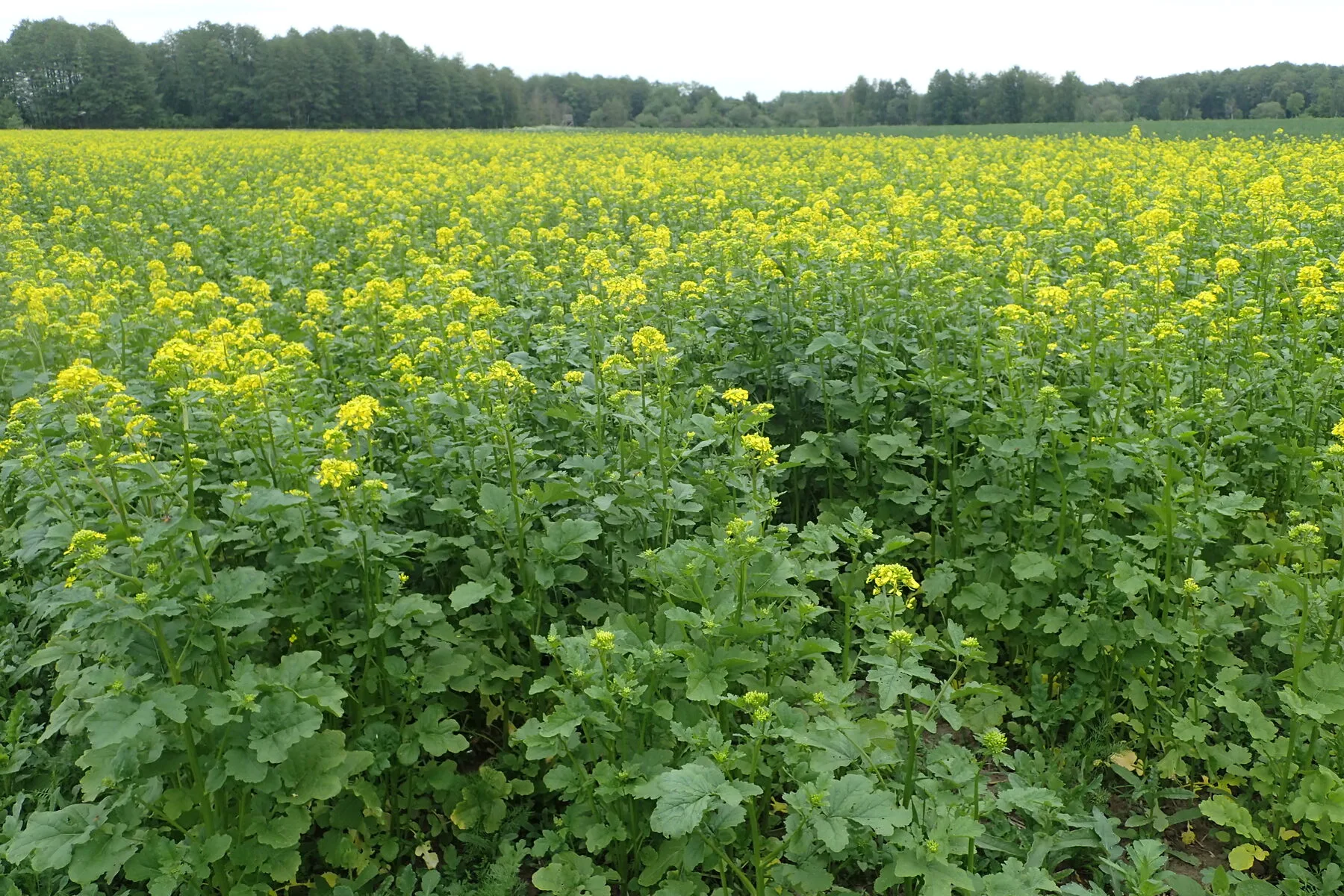 Bluehender Gelbsenf auf einem Feld