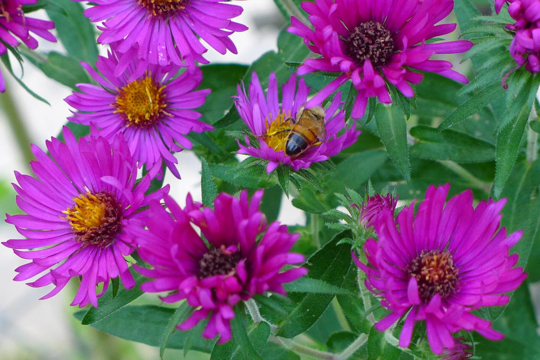 Biene an einer rotvioletten Herbstaster-Blüte