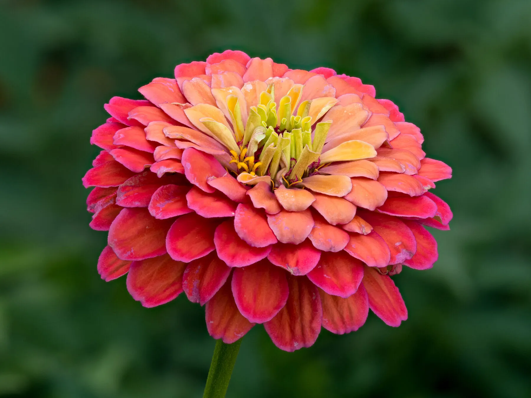 Leuchtend rote Zinnienblüte in Nahaufnahme