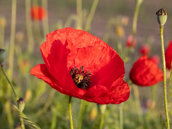 Klatschmohn in leuchtendem Rot am sonnigen Feldrand, direkt an Ort und Stelle ausgesät