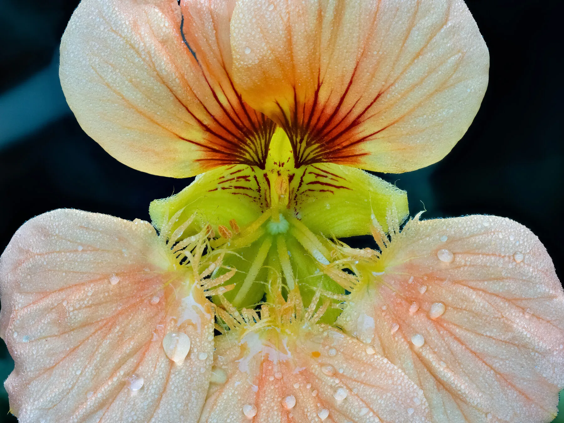 Orange-gelbe Blüten der Kapuzinerkresse mit Wassertropfen auf den runden Blättern