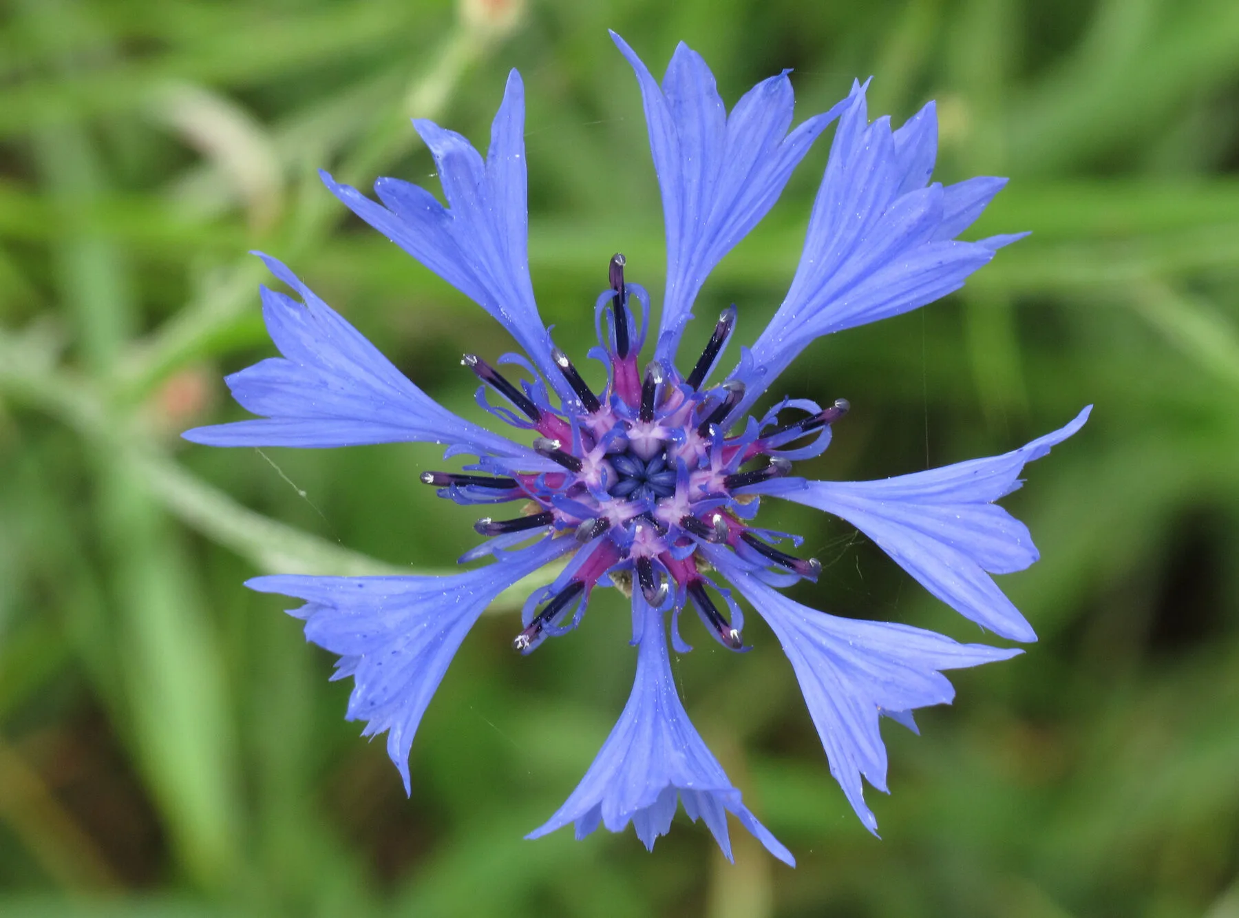 Leuchtend blaue Blüte der Kornblume vor grünem Hintergrund
