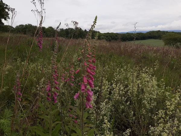 Roter Fingerhut mit rosa Blütenkerzen auf einer sommerlichen Wiese vor Waldrand
