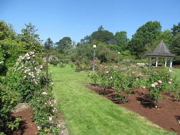 Rosenbeet mit vielen blühenden Strauchrosen in Reihen an einem sonnigen Standort