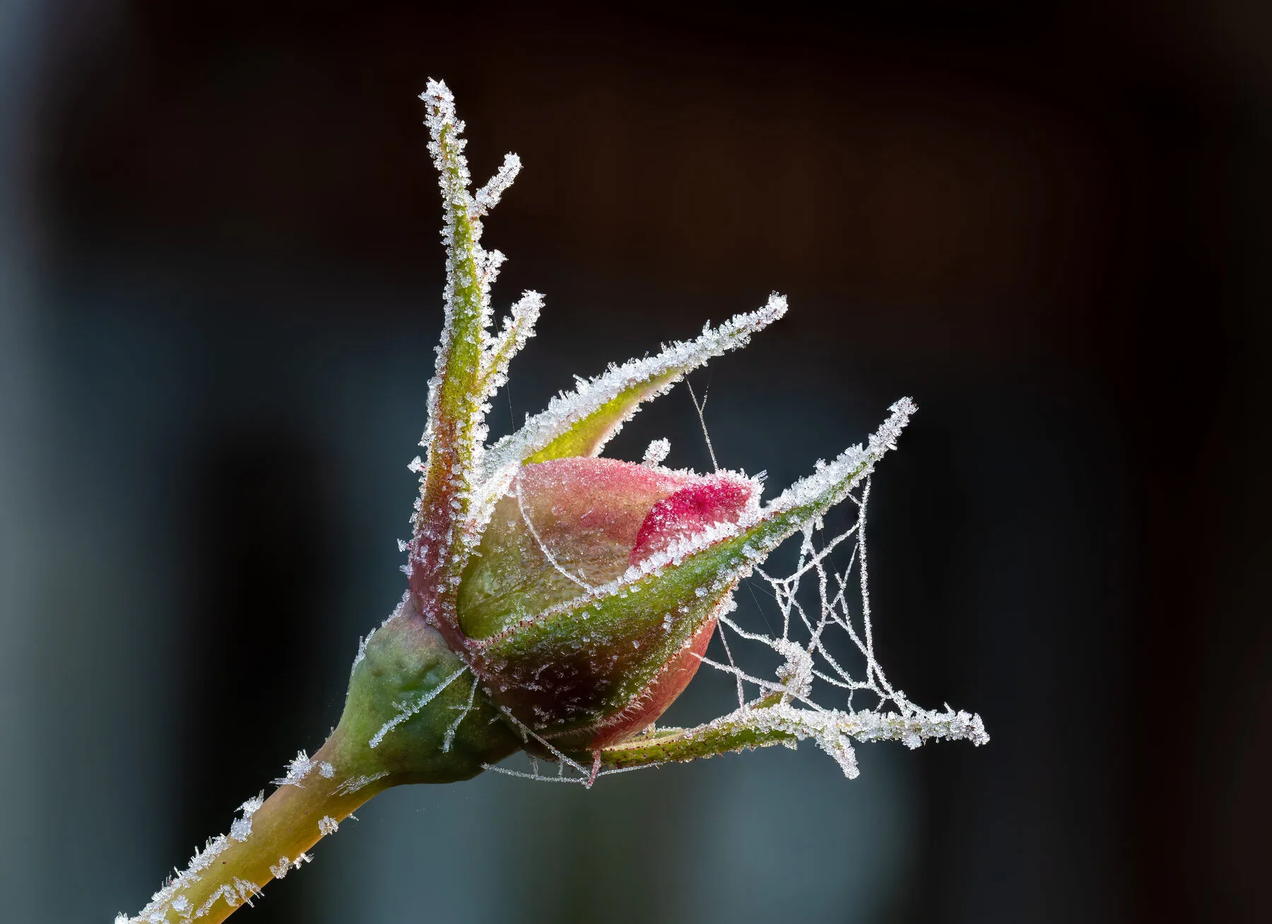 Rosenbluete mit Raureif ueberzogen an einem frostigen Morgen im Spaetherbst