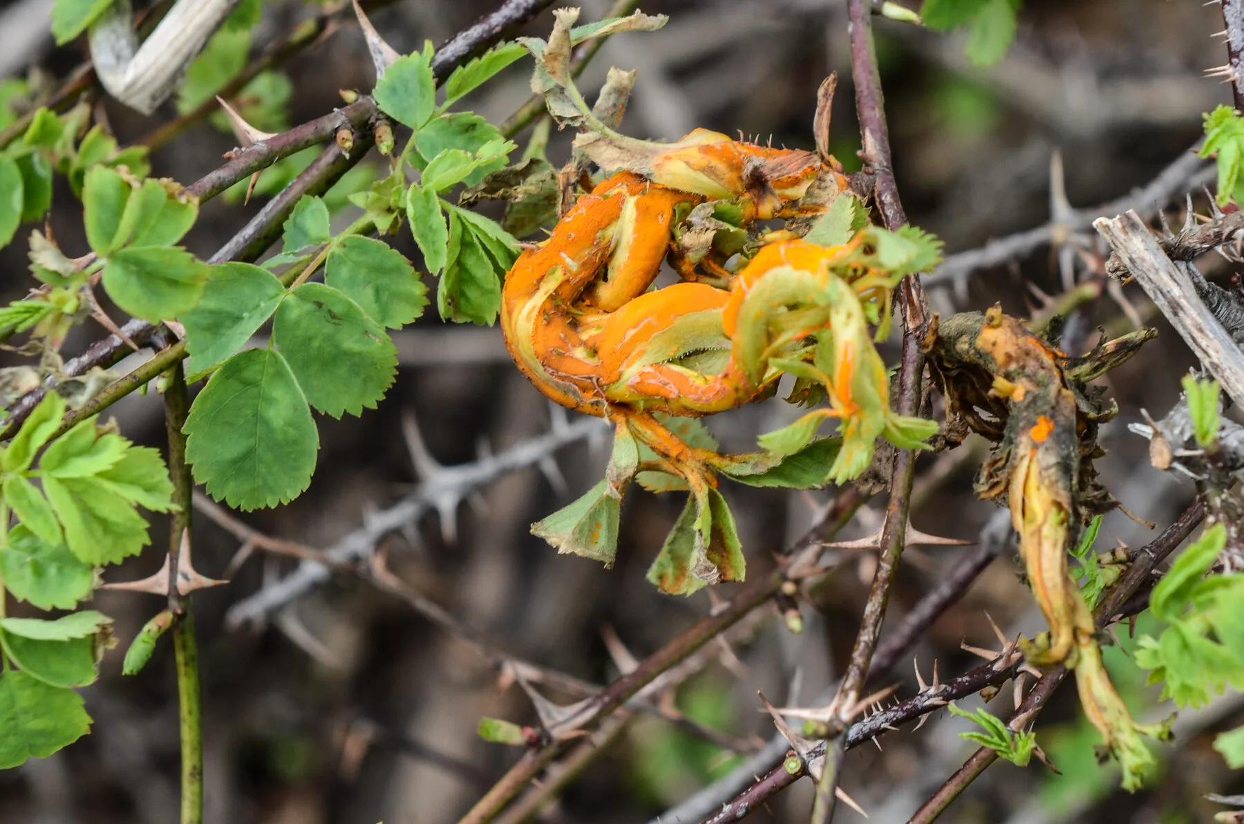 Rosenblatt-Unterseite mit vielen kleinen orangeroten Pusteln des Rosenrosts