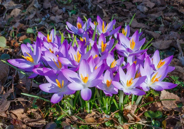 Dichter Horst violetter Krokusse zwischen Herbstlaub und Gras