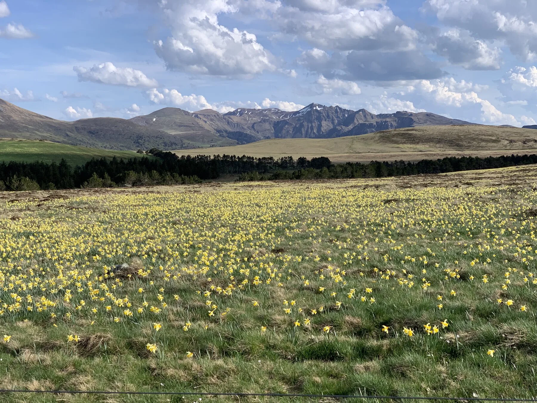 Weite Bergwiese voller gelb blühender Wildnarzissen im Gras