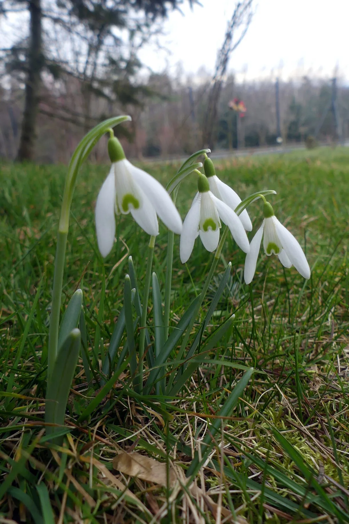 Drei blühende Schneeglöckchen im winterlichen Gras aus der Froschperspektive