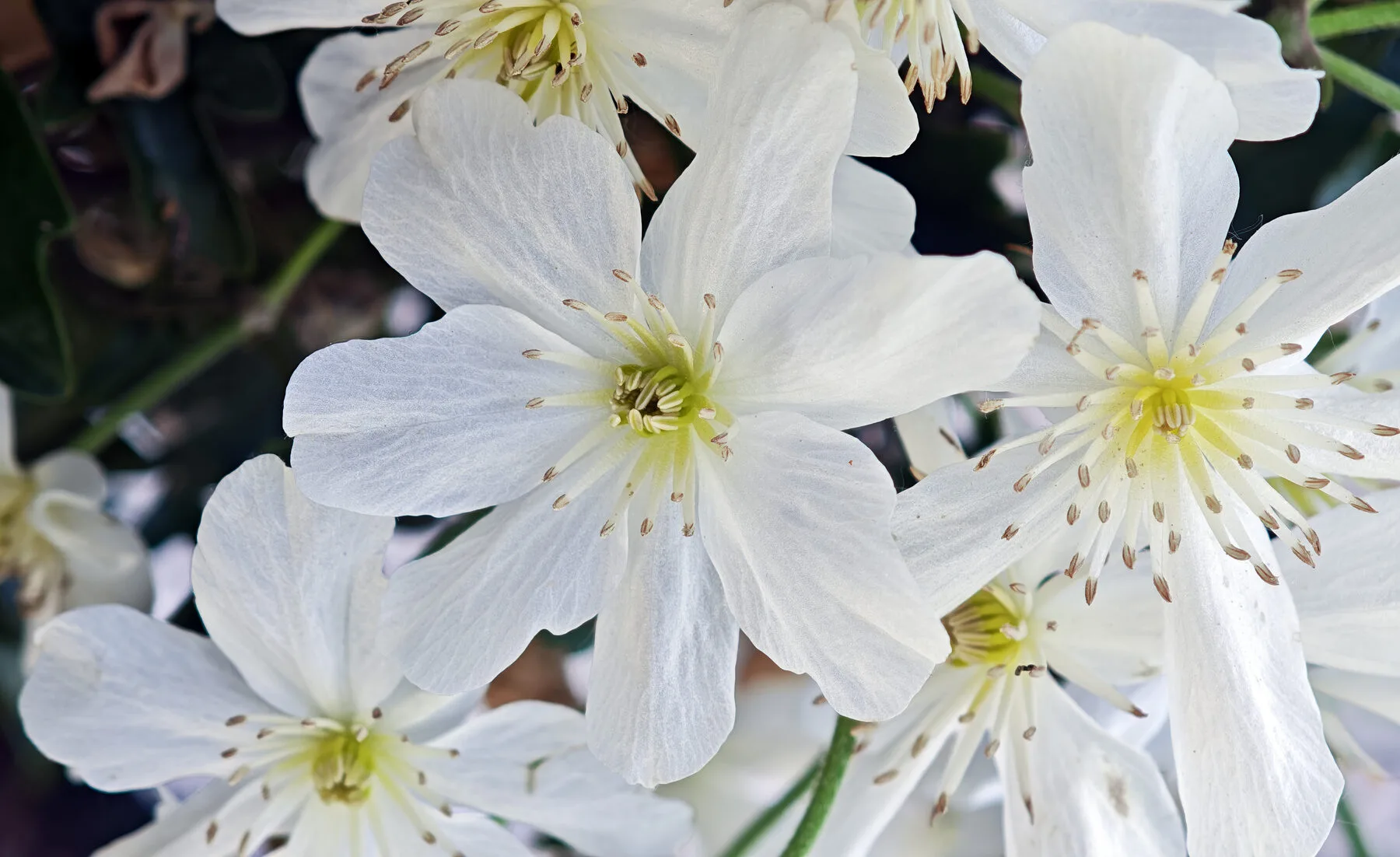 Großblumige violette Clematisblüte in Nahaufnahme