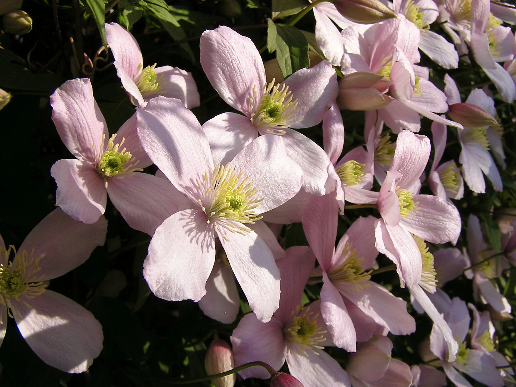 Rosa bluehende Berg-Waldrebe Clematis montana an einer Wand