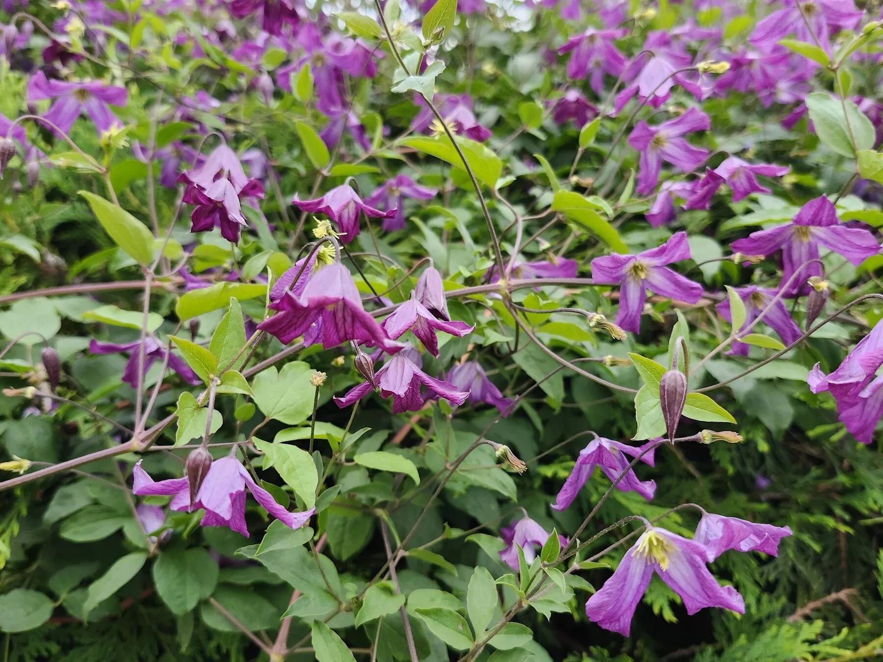 Violette nickende Blueten der Italienischen Waldrebe Clematis viticella