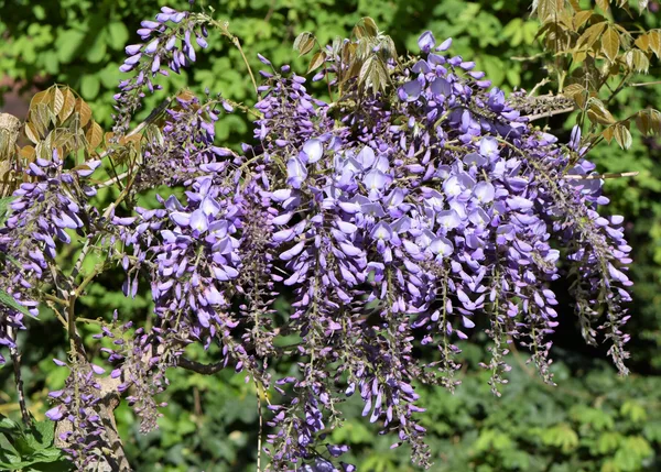 Blauregen in voller Blüte mit hängenden blauvioletten Blütentrauben an einer Hauswand