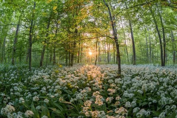 Dichter Bärlauch-Teppich auf dem Boden eines Laubwalds im Abendlicht