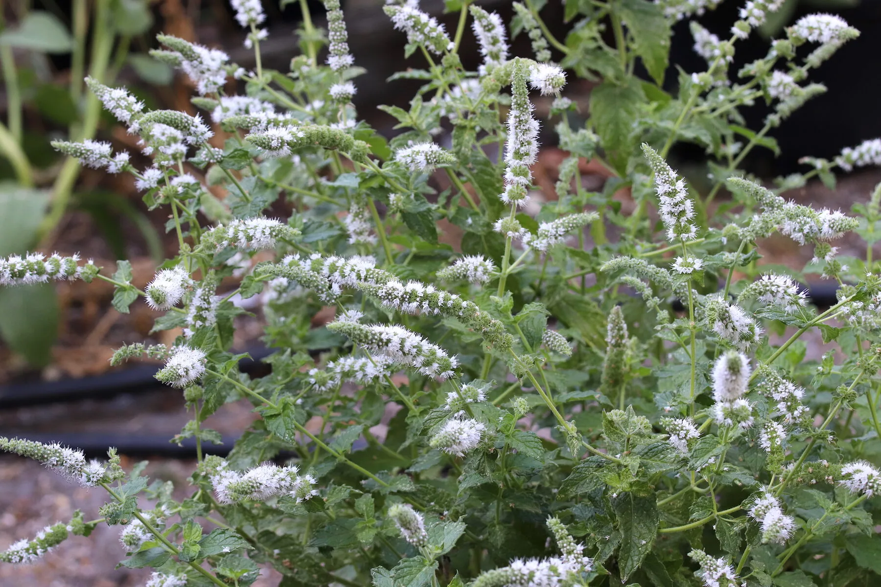 Frische Pfefferminze mit dunkelgrünen Blättern kurz vor der Blüte