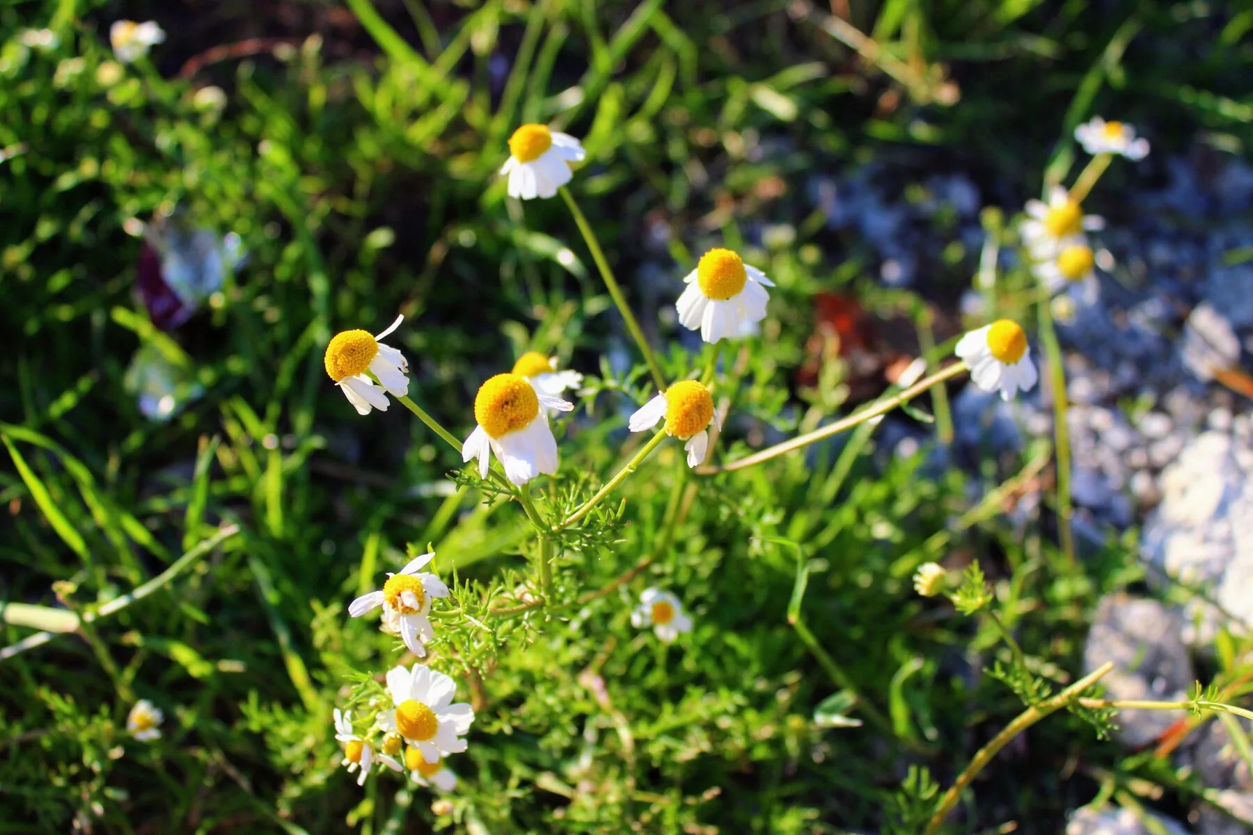 Blühende Echte Kamille mit weißen Zungenblüten und gelbem Blütenkorb
